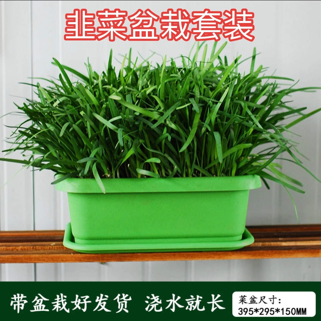 菜满乡盆栽韭菜套装根苗紫根宽叶真品对版根系发达粗壮