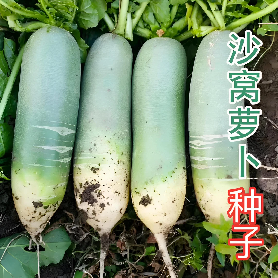 【沙窝萝卜种子】脆甜水果萝卜蔬菜种子美观深绿色生长植株