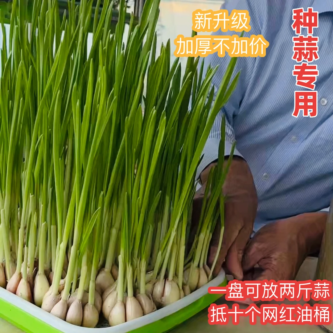 芽苗菜盘种菜家用育苗盘种植水培蔬菜器皿加厚豆芽发芽盘