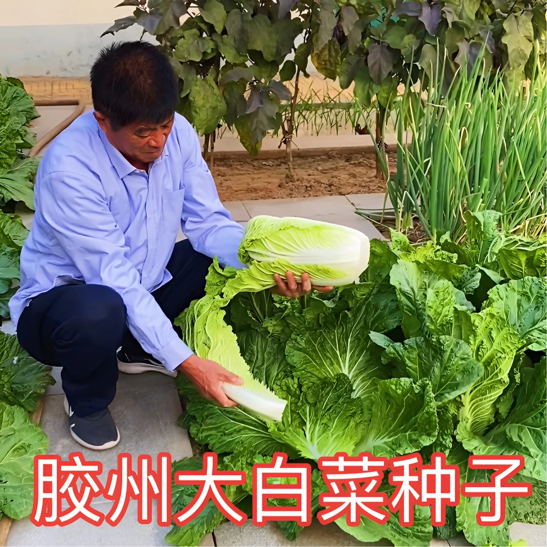 【胶州大白菜种子】秋播白菜种子蔬菜脆甜无丝白菜种子杂交蔬菜种子