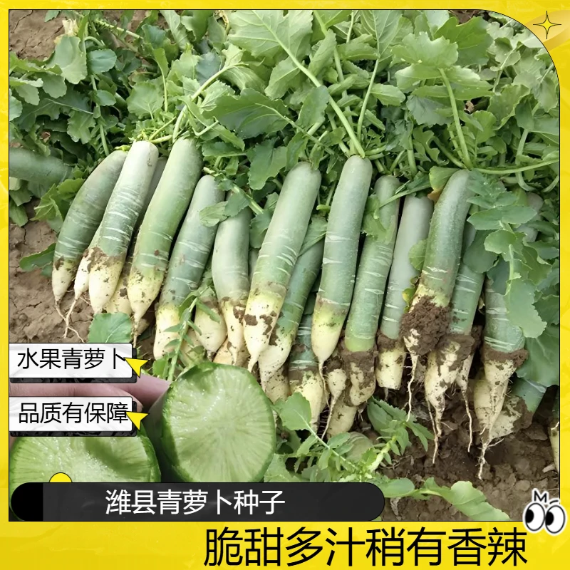 【潍县青萝卜种子】水果青萝卜洋葱种子秋播萝卜