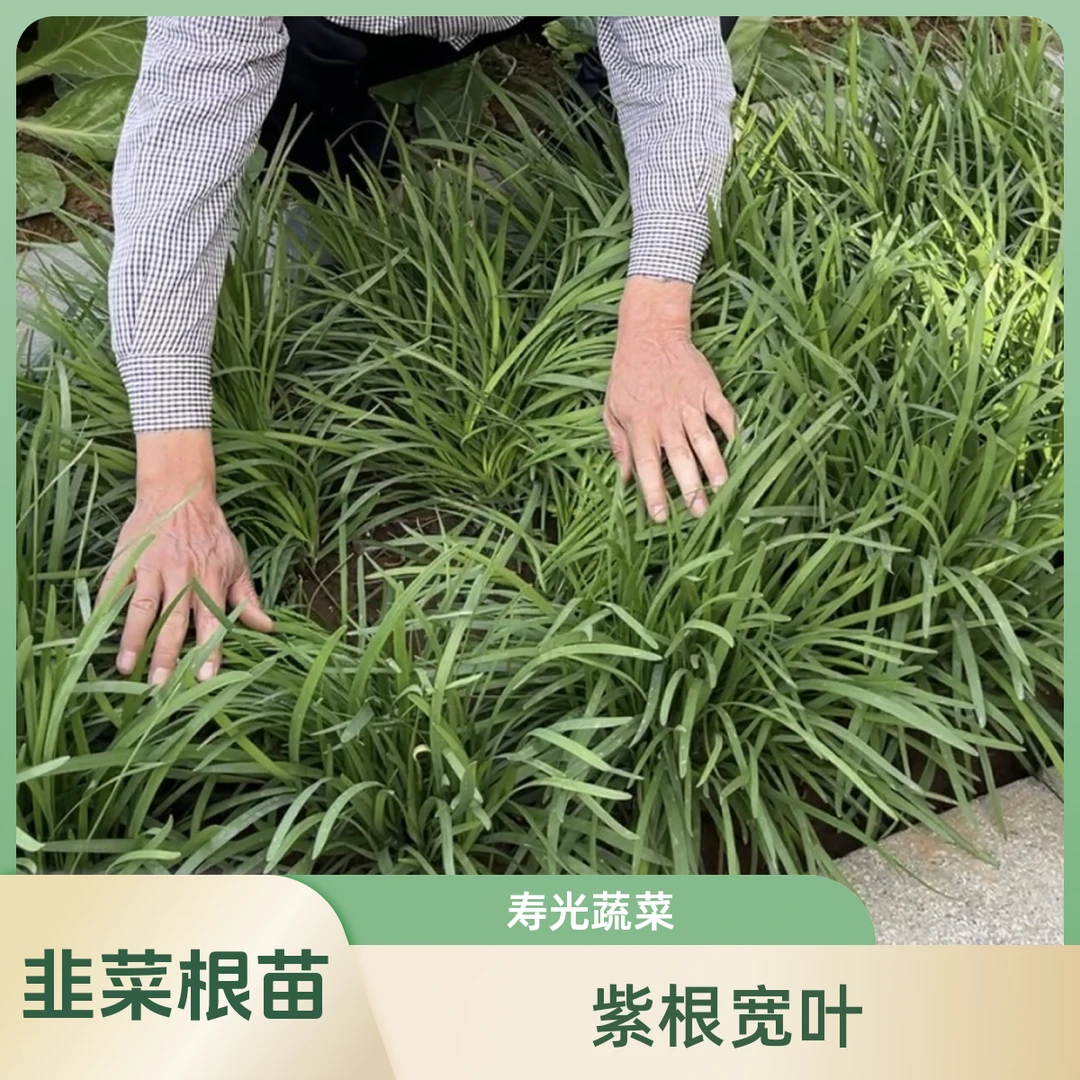 菜满乡韭菜根苗紫根宽叶真品对版发达粗壮蔬菜之乡寿光红根农家