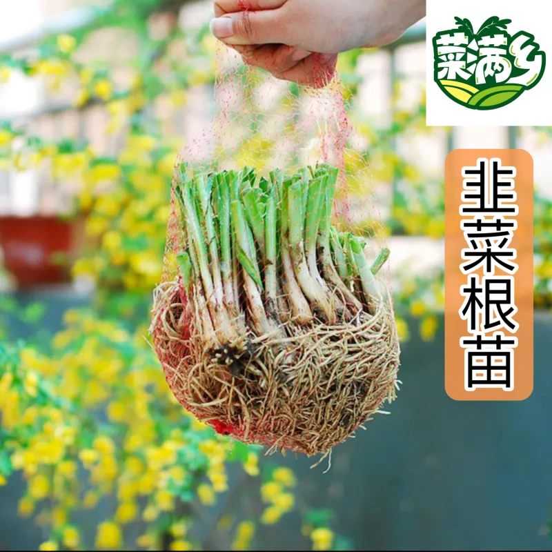 菜满乡韭菜蔬菜根苗紫根宽叶真品对版根系发达粗壮