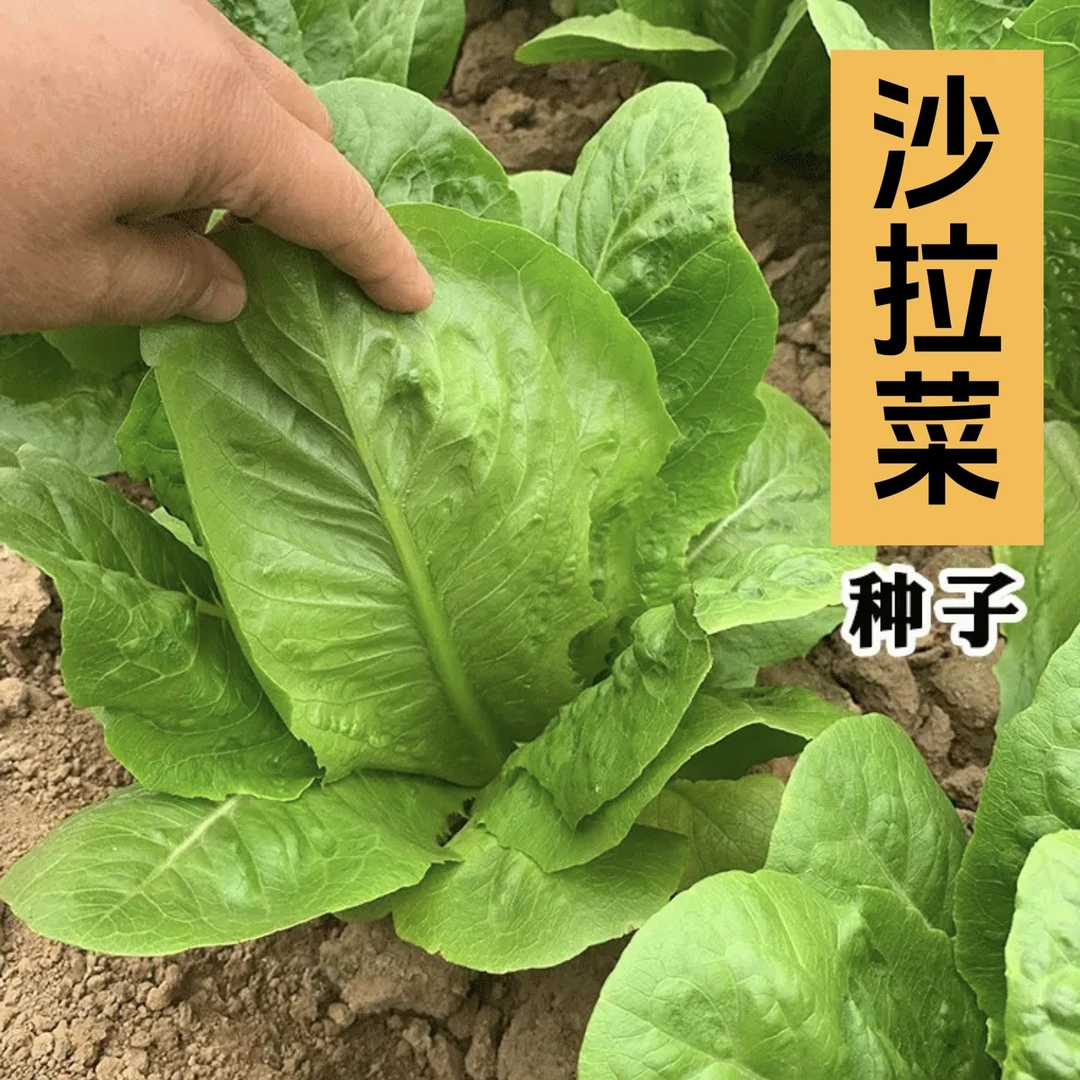 【沙拉菜种子】正品对版罗马生菜阳台小院家庭种植青叶菜