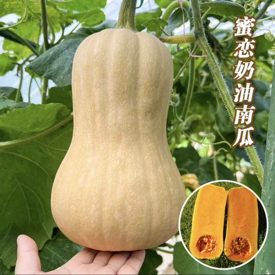 【蜜恋奶油南瓜种子】正品对版超甜南瓜口感甜糯细腻