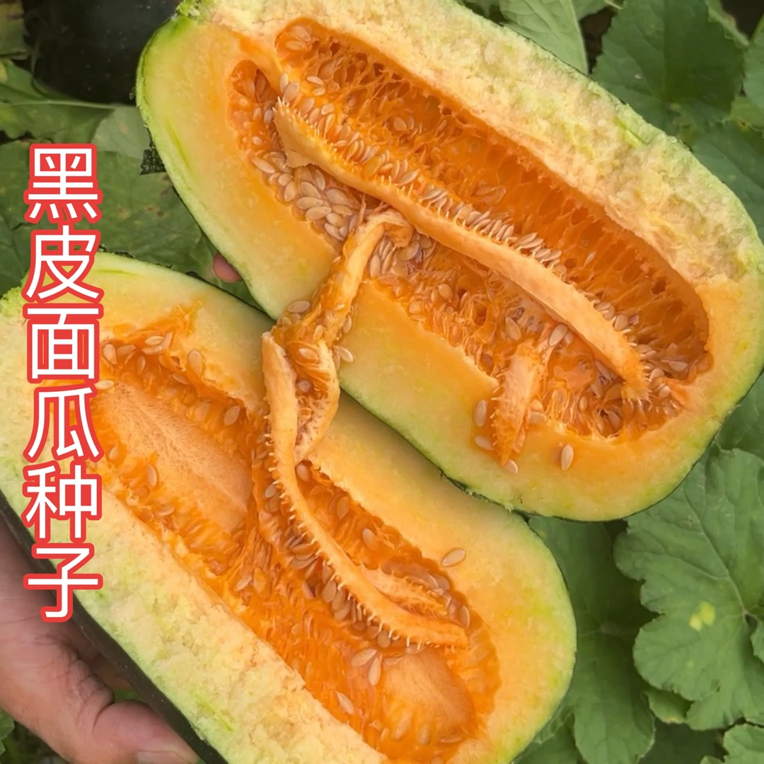 【黑皮面瓜种子】正品对版味道香浓甜瓜金元宝易发芽好种植西瓜