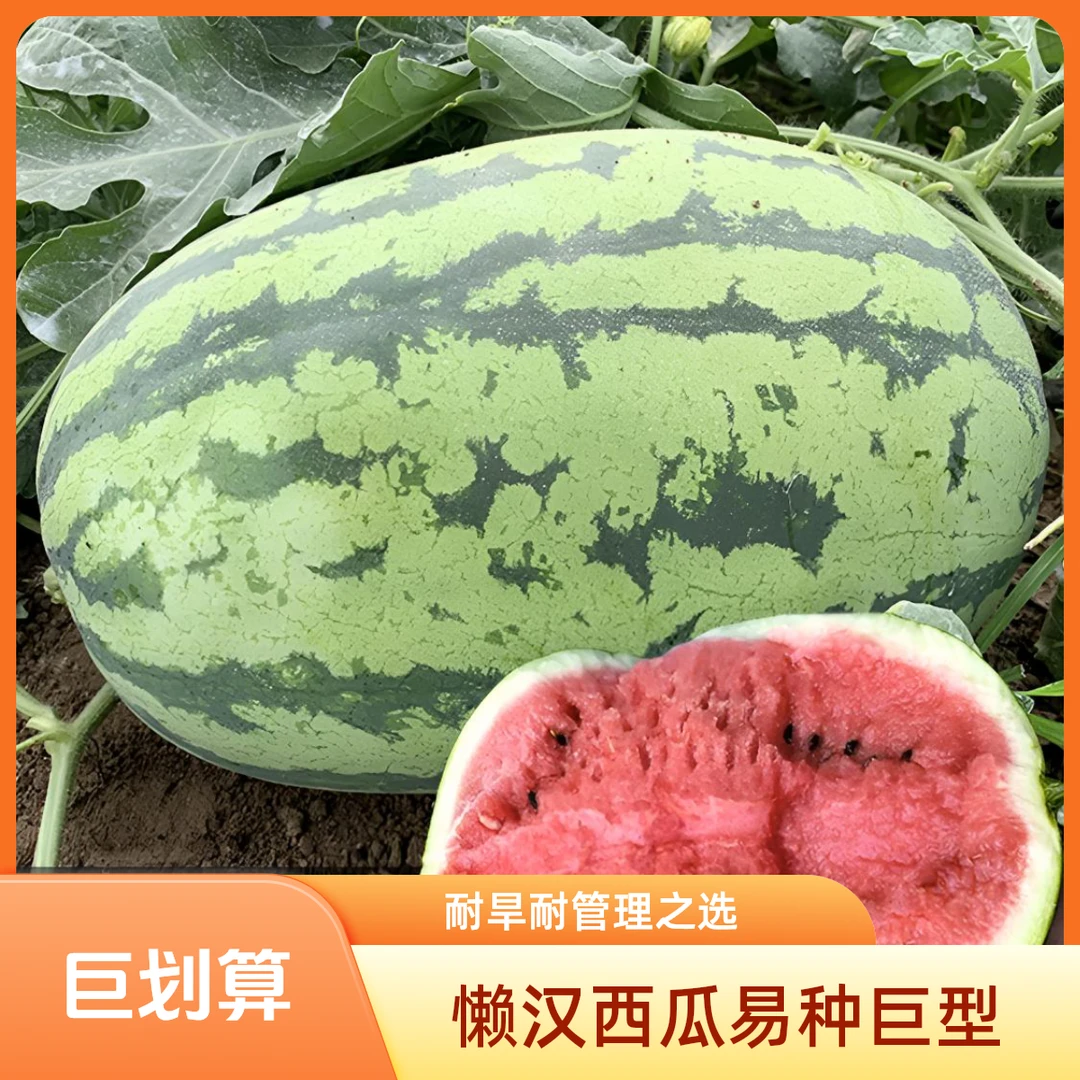 【懒汉西瓜种子】特大巨型懒汉西瓜耐旱易管理懒人种植西瓜种子