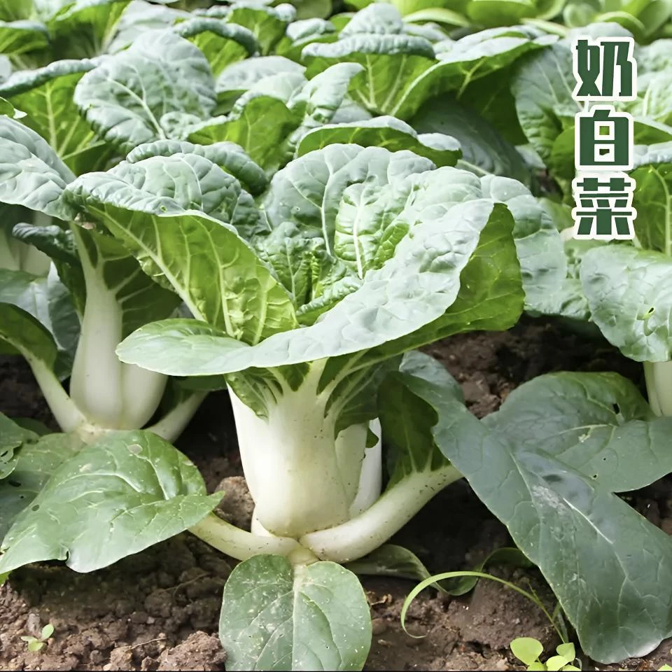【奶白菜种子】口感细嫩多汁速生小院阳台盆栽种菜夏季春季四季雪白