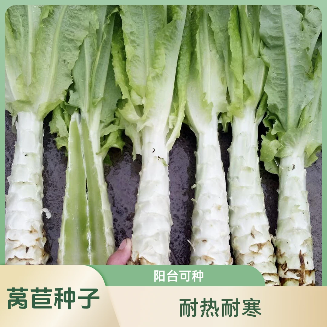 【莴苣种子】莴笋耐热耐寒品种家庭小院阳台种菜菜种子