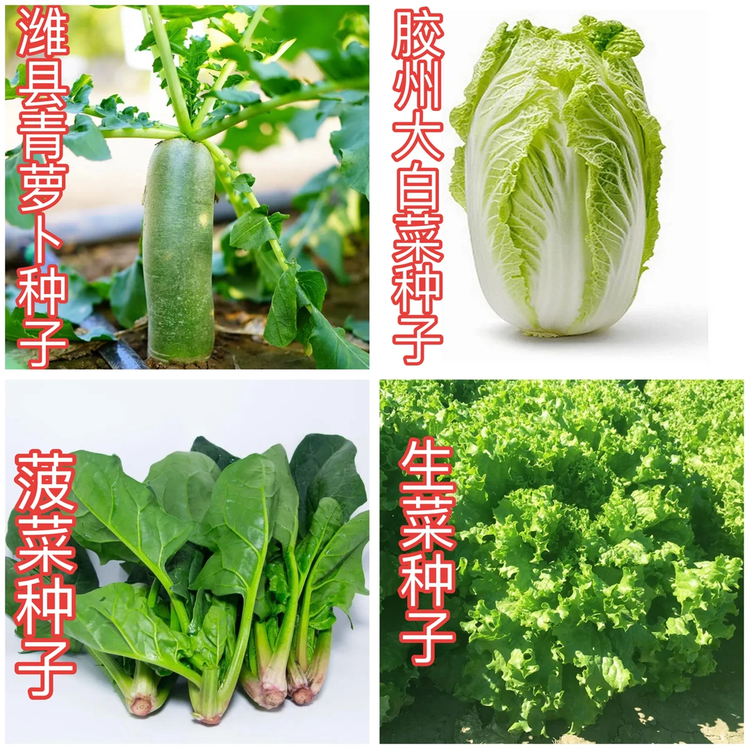 【十种热门秋播蔬菜种子组合】10包蔬菜种子组合春秋播种