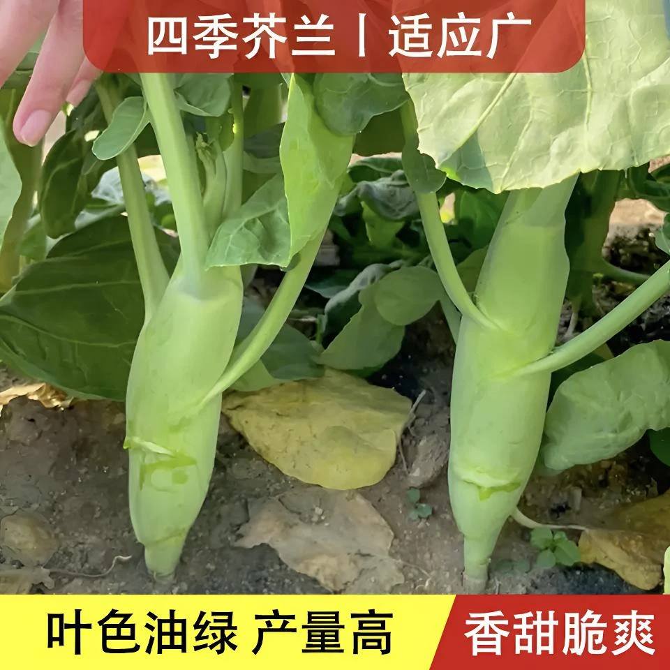 【鸡腿芥蓝种子】粗腿芥蓝种子家庭小院种菜阳台盆栽种植