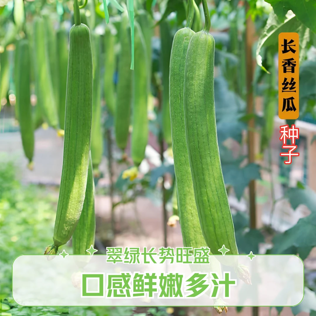 【长香丝瓜种子】正品对版丝瓜蔬菜肉质细嫩早熟品种