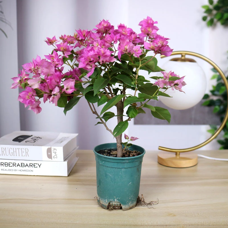 三角梅重瓣粉四季开花带花带盆带土发货勤花花期长阳台养护养活