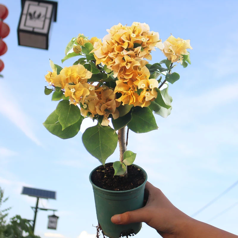 福利【加州黄金】三角梅盆栽老桩原盆原土带花发货花卉基地种植四季