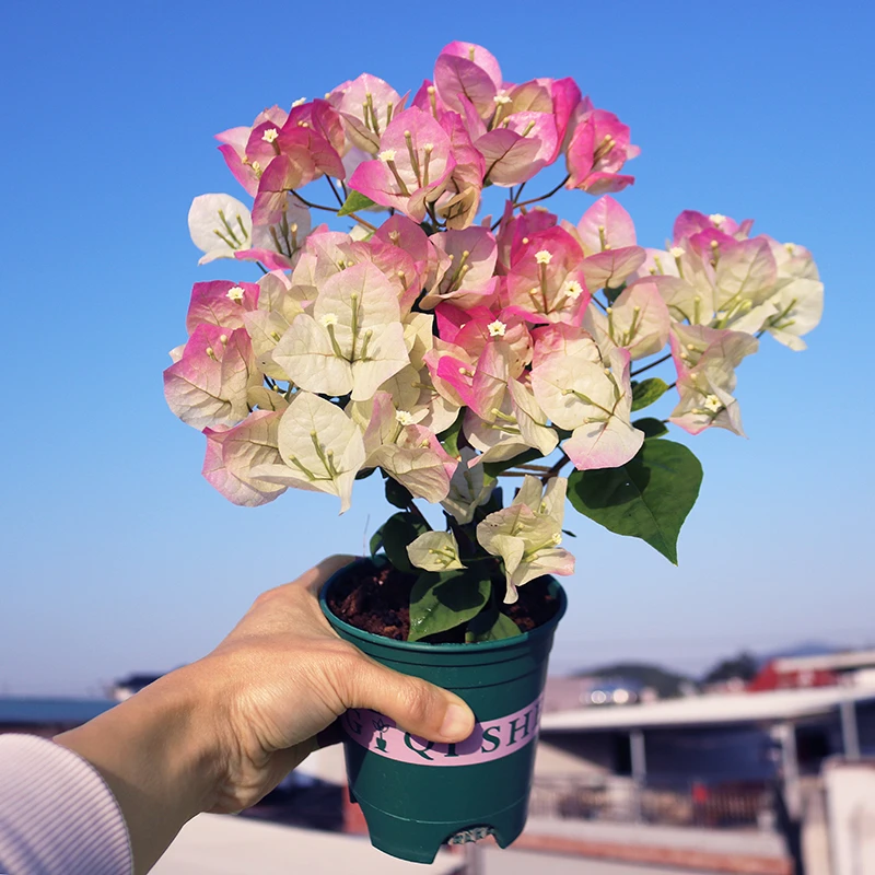 怪植绿樱三角梅苗带花原盆原土发货基地培植种植花卉阳台庭院四季