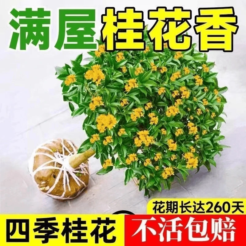 四季桂花树好养浓香型盆栽阳台庭院金桂花卉老桩室内易活桂花树栽