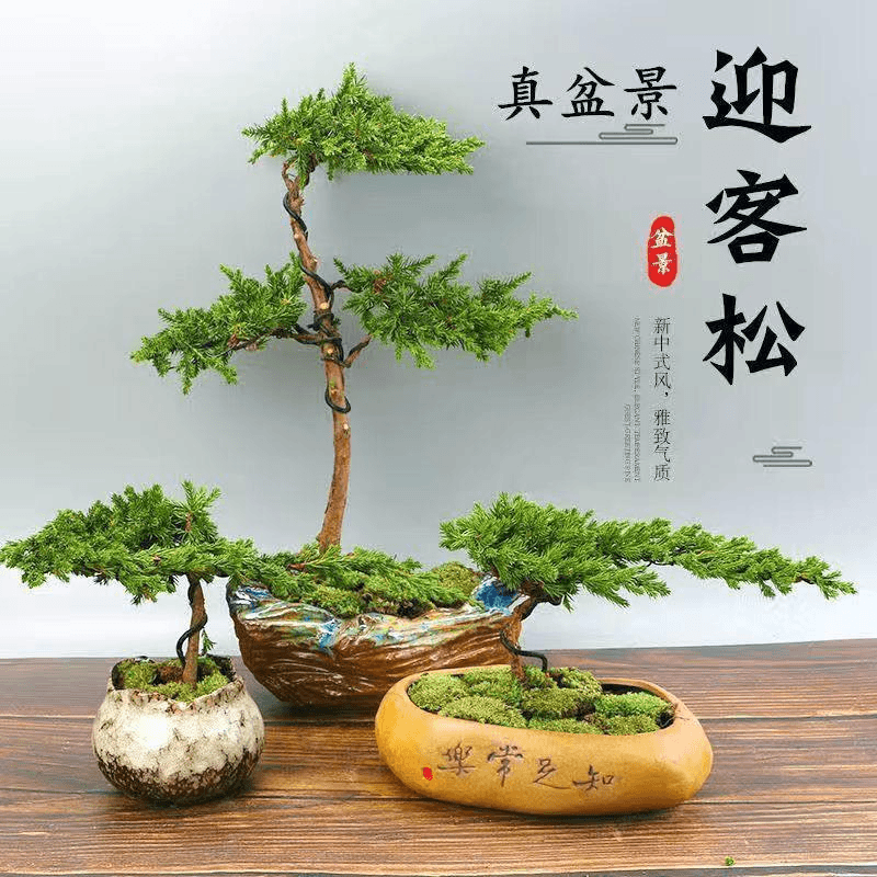 松柏造型盆景绿植 真树盆景室内外办公桌松柏景观树盆栽耐寒耐旱