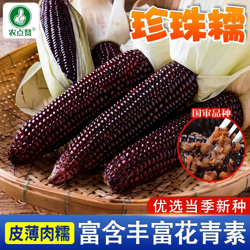 【黑甜糯玉米种子正】国审珍珠糯8号甜糯玉米高产大棒大田苞米种籽