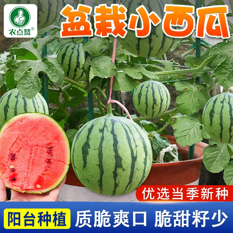 盆栽小西瓜种子麒麟西瓜种籽阳台水果种孑四季播种基地种植礼品瓜