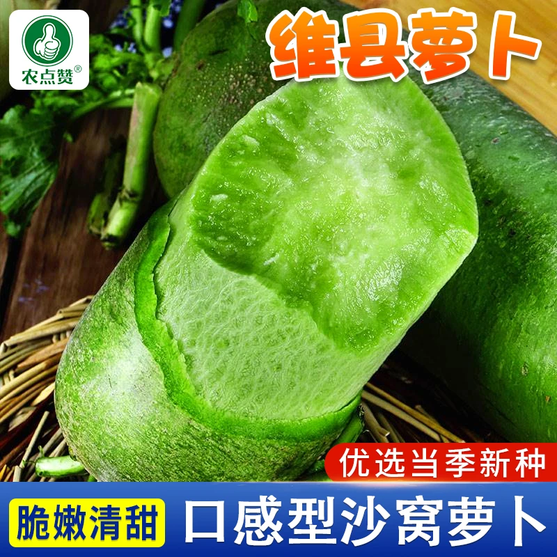 山东维县青萝卜甜脆水果青皮萝卜种子高产甜脆耐高温蔬菜种植种籽