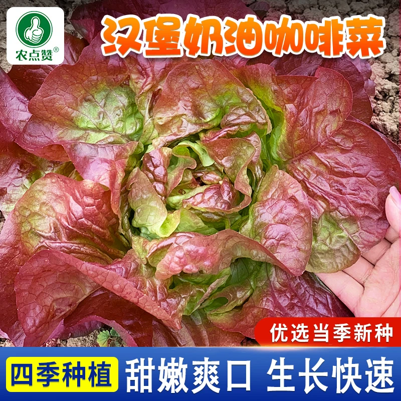 汉堡奶油咖啡菜种子生菜种籽紫叶生菜耐热四季播种高营养