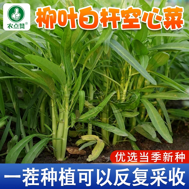 柳叶空心菜种子 空心菜种子春季种植蔬菜种子播种青菜阳台盆栽蔬