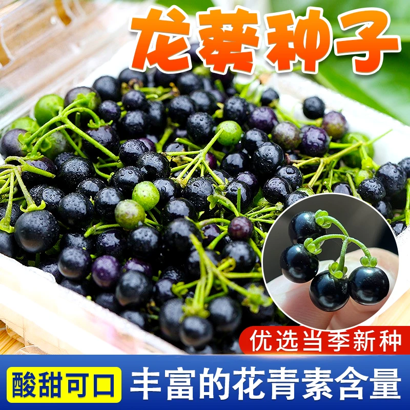 龙葵种子种籽 四季阳台种植农家野生黑龙葵籽黑果子盆栽蔬菜种植