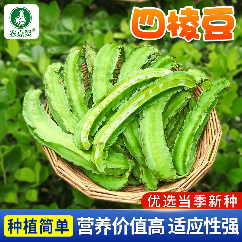 四棱豆种子苗豆角四角皇帝豆种籽春秋四季蔬菜种子阳台小院蔬菜籽