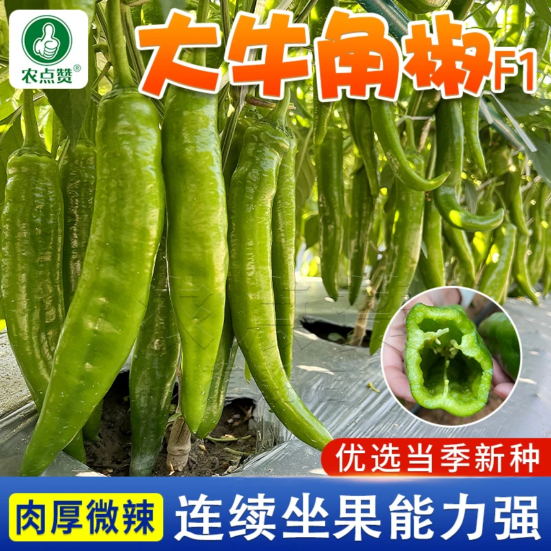 天椒种子 高产四季青椒辣椒种子庭院阳台盆栽香青辣椒蔬菜种子