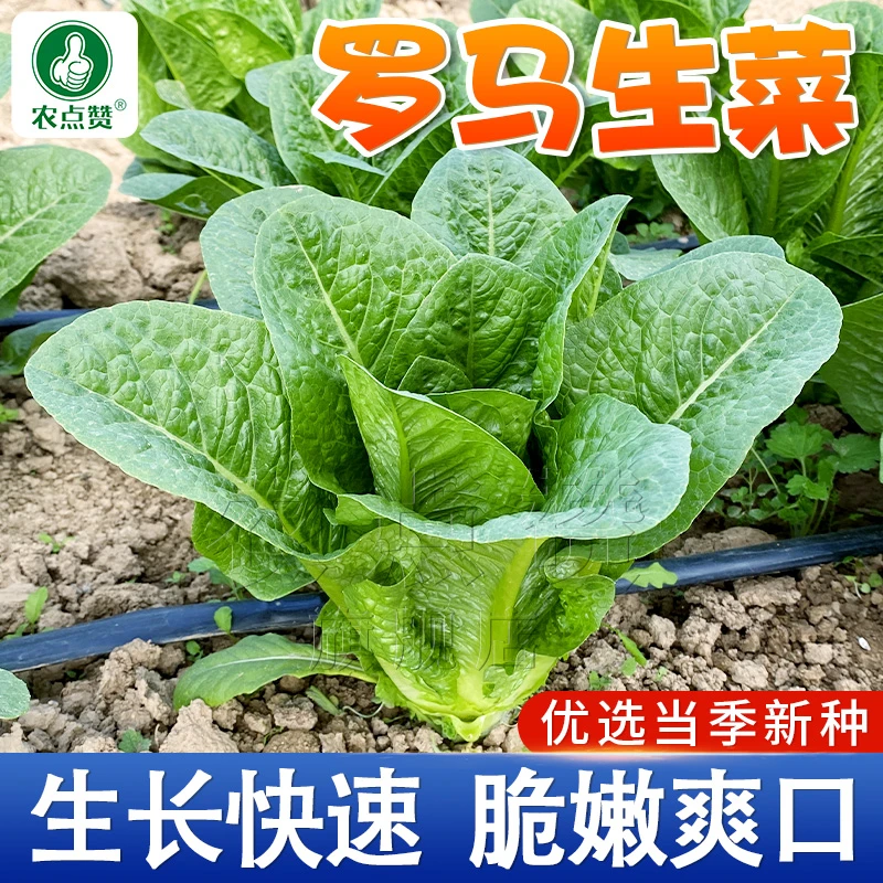罗马生菜种子  可生吃四季夏季阳台盆栽庭院简单种植耐热蔬菜清香