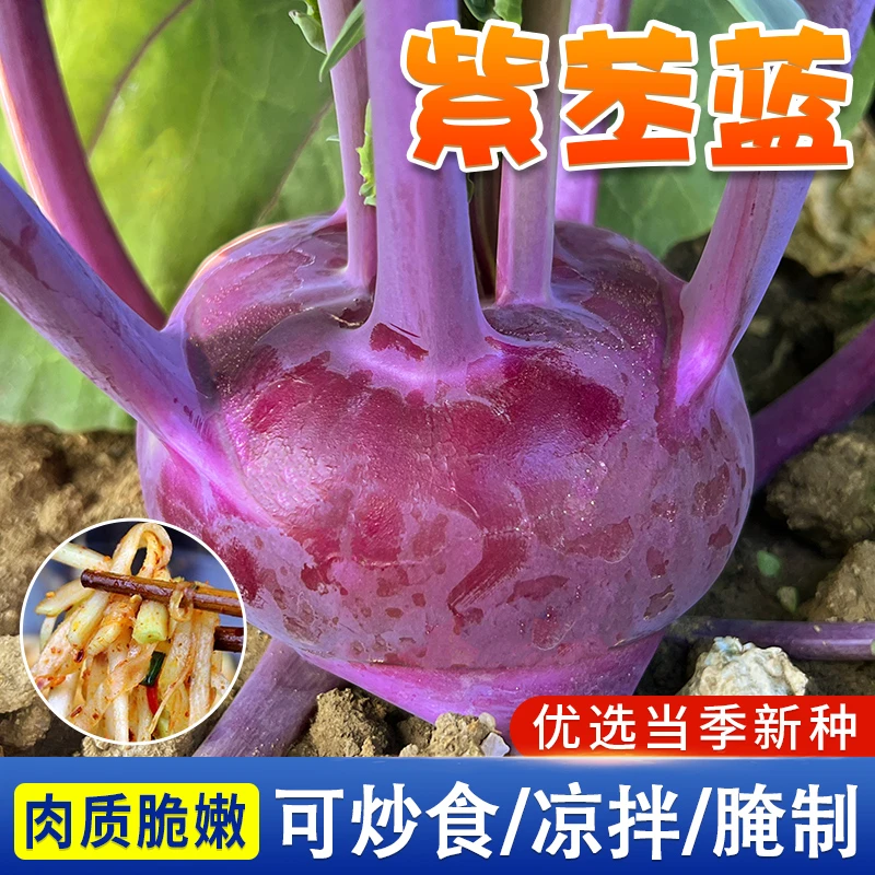 苤蓝种子早熟高产四季水果青紫苤蓝种籽球茎甘蓝家庭四季蔬菜种子