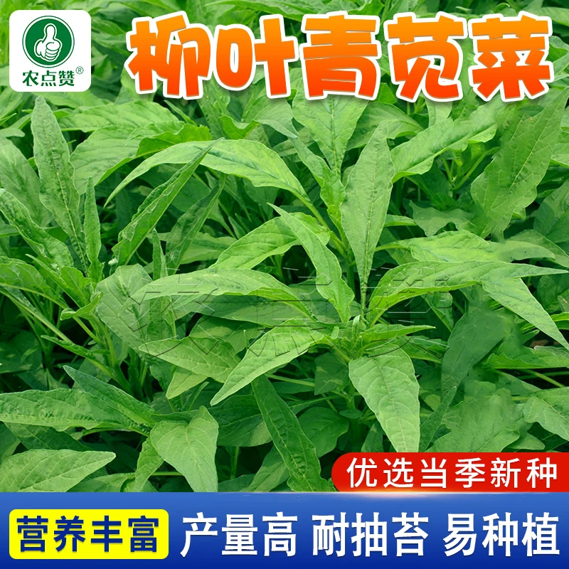 柳叶青苋菜 种籽小叶尖叶绿苋菜籽耐热白苋菜种孑青菜种蔬菜籽种