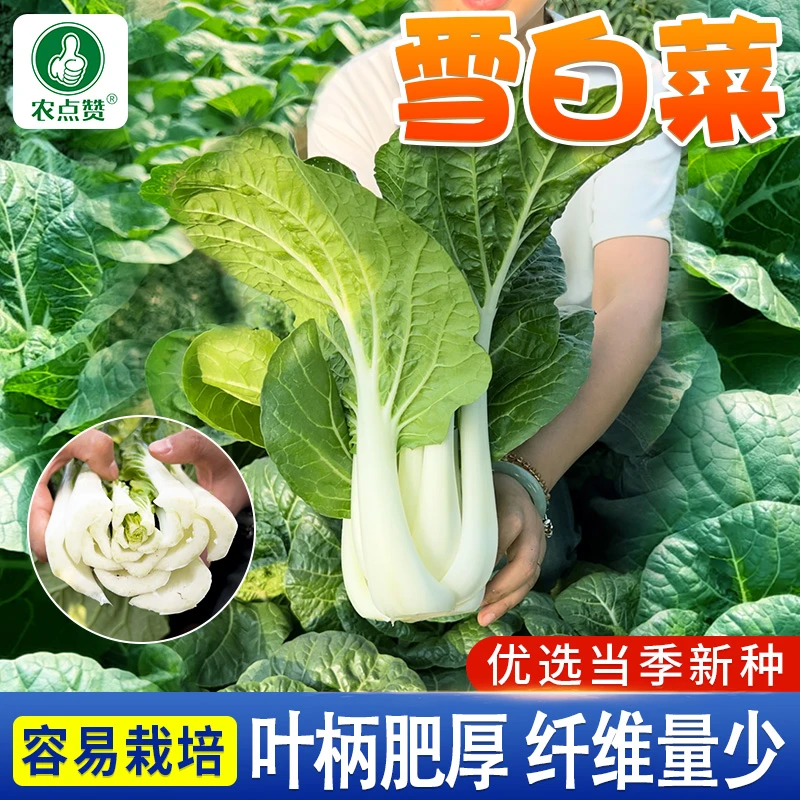 雪白菜种子甜白菜种子奶白菜叶色浓绿叶柄肥厚农家秋冬季青菜籽种