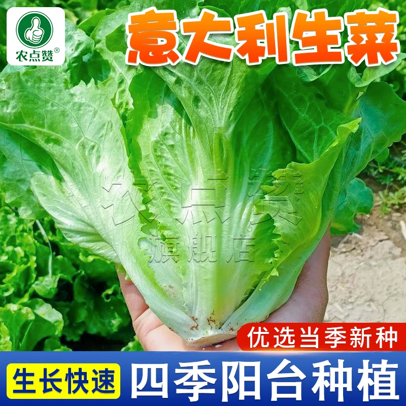 速生意大利生菜种子  清脆香爽口生吃蔬菜四季播种盆栽农家种籽