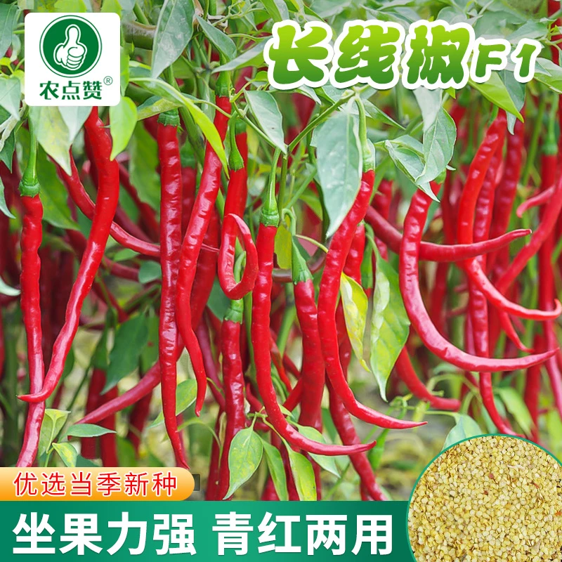 香辣线椒种子 红美人薄皮香辣椒种子春季蔬菜种植种子营养简单