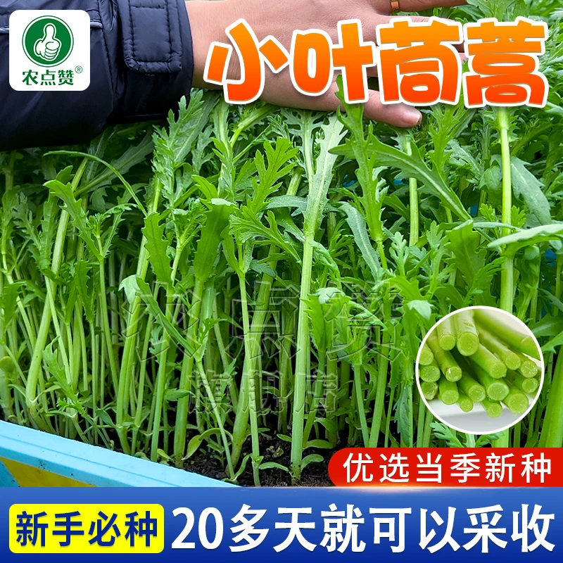 【小叶茼蒿种子正】大叶茼蒿皇帝菜种子四季盆栽秋冬青菜蔬菜种子