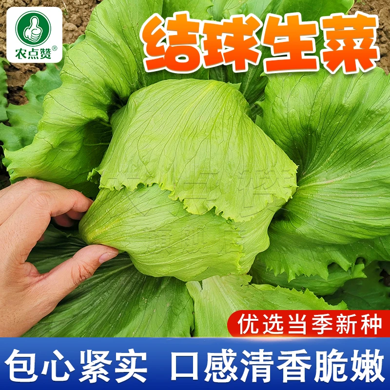 【ZS】厂家正品结球生菜种子甜脆生菜美国耐热球形圆生菜种子