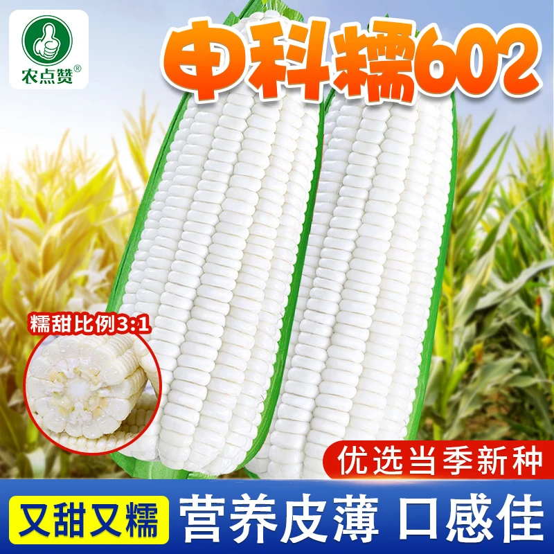 申科糯602玉米种子大棒白玉米 种籽大穗种香粘大田春秋播种植