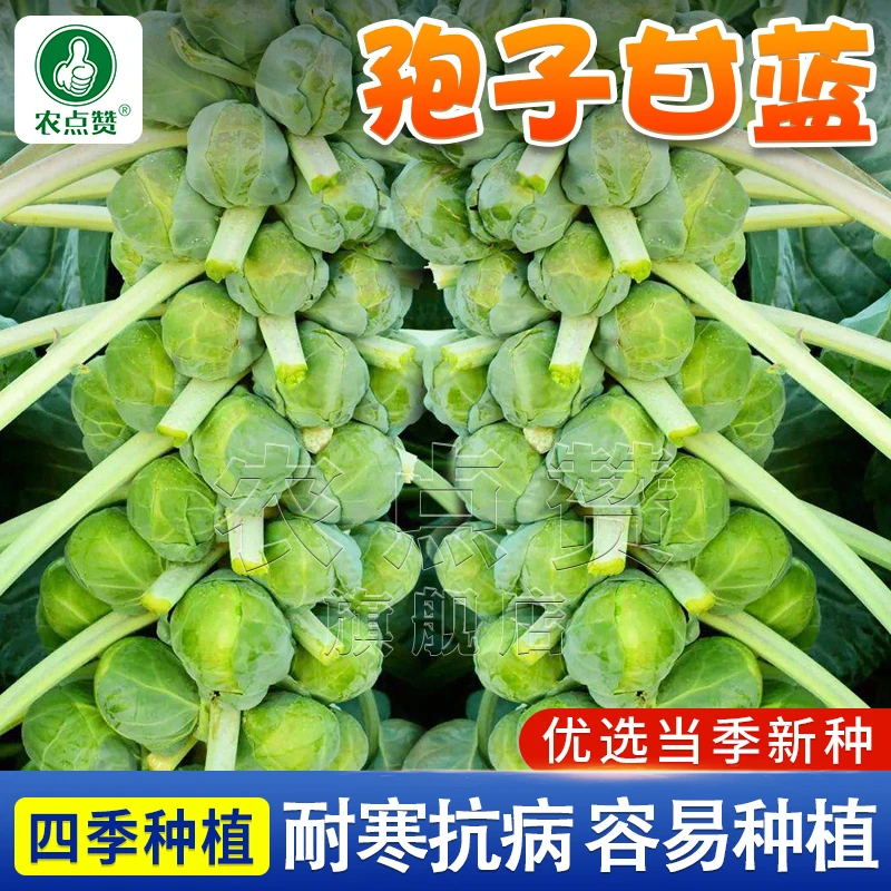 【孢子甘蓝种子】春秋季小型芽球包心菜阳台庭院四季播种简单