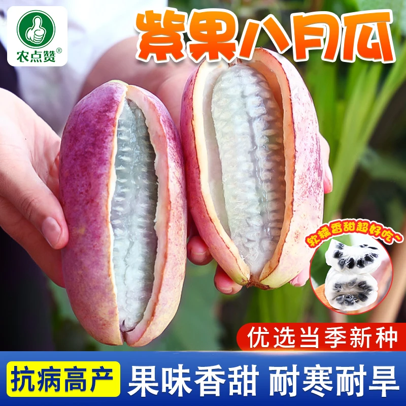 八月瓜种子紫果八月炸种籽小院种植爬藤食用水果庭院阳台盆栽蔬菜