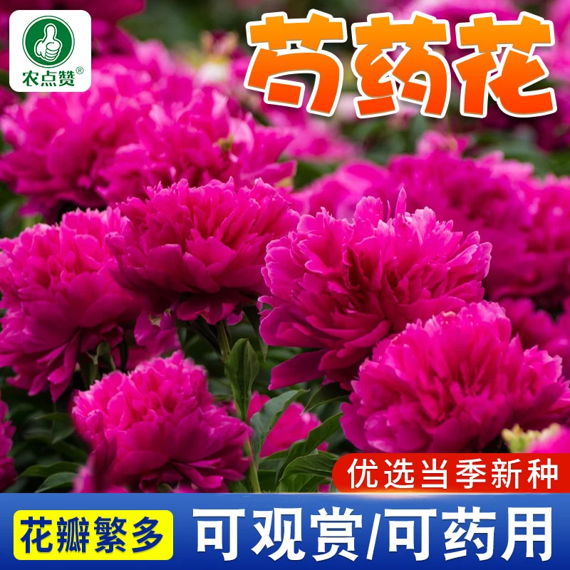 芍药花卉种子  四季播种阳台盆栽庭院耐旱简单种植生长花种籽