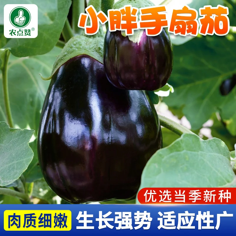 小胖手扇茄种子  紫黑茄子面包茄金元宝扇茄种籽四季阳台盆栽蔬菜