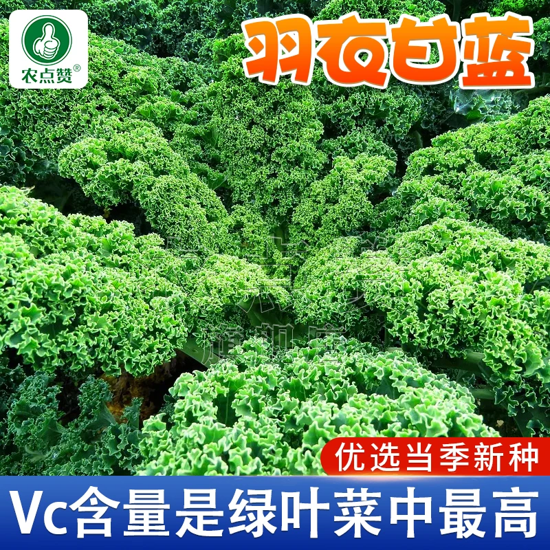 羽衣甘蓝种孑蔬菜种子阳台自种菜苗南方秋播菜种籽四季菜籽盆栽