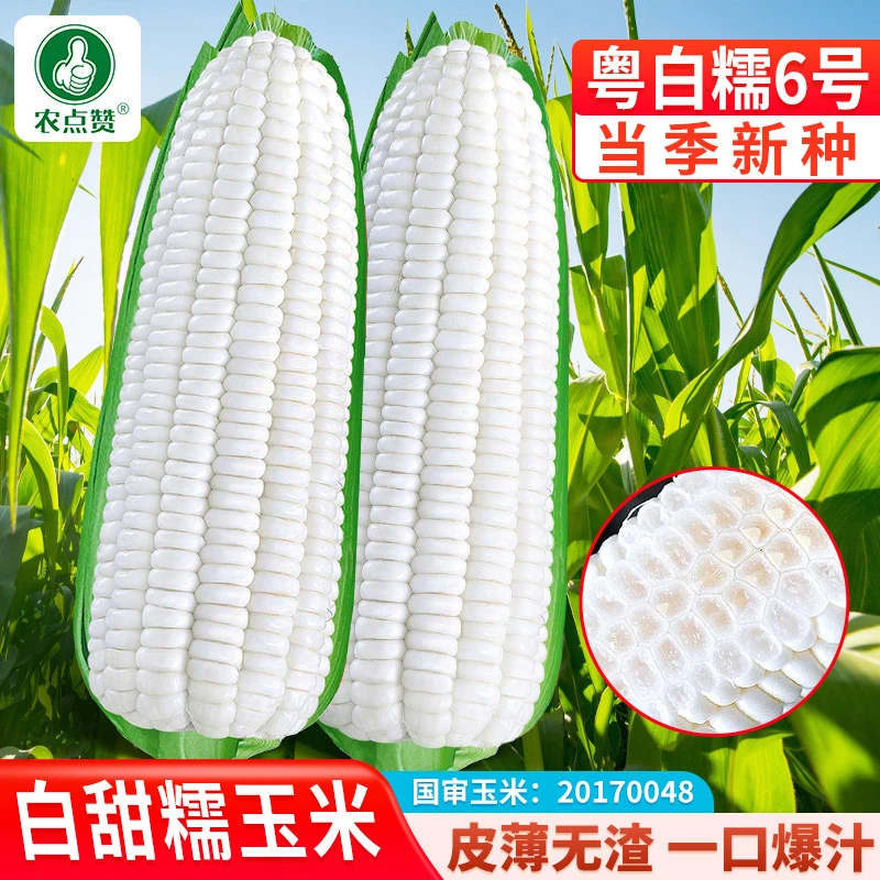 【白甜糯玉米种子正】厂家正品水果奶油白玉米种籽鲜食玉米种
