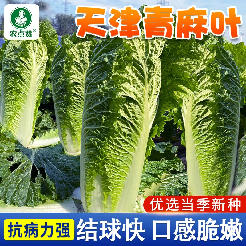 青麻叶小白菜种子  天津白菜火锅菜四季秋冬季盆栽小院种植蔬菜籽