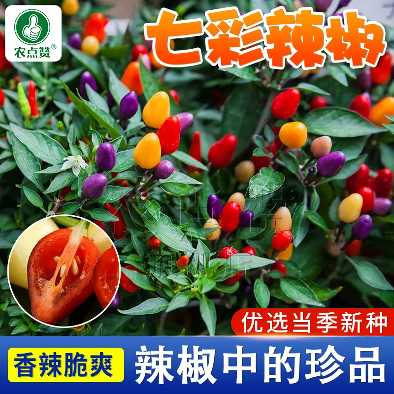 【七彩辣椒种子正】 特辣五彩椒灯笼椒春季观赏食用盆栽蔬菜种子