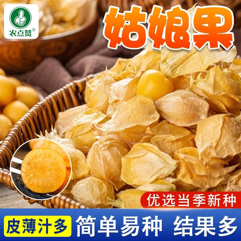 姑娘果种子 红姑娘种子大黄姑娘果种籽盆栽春季四季农家蔬菜种子