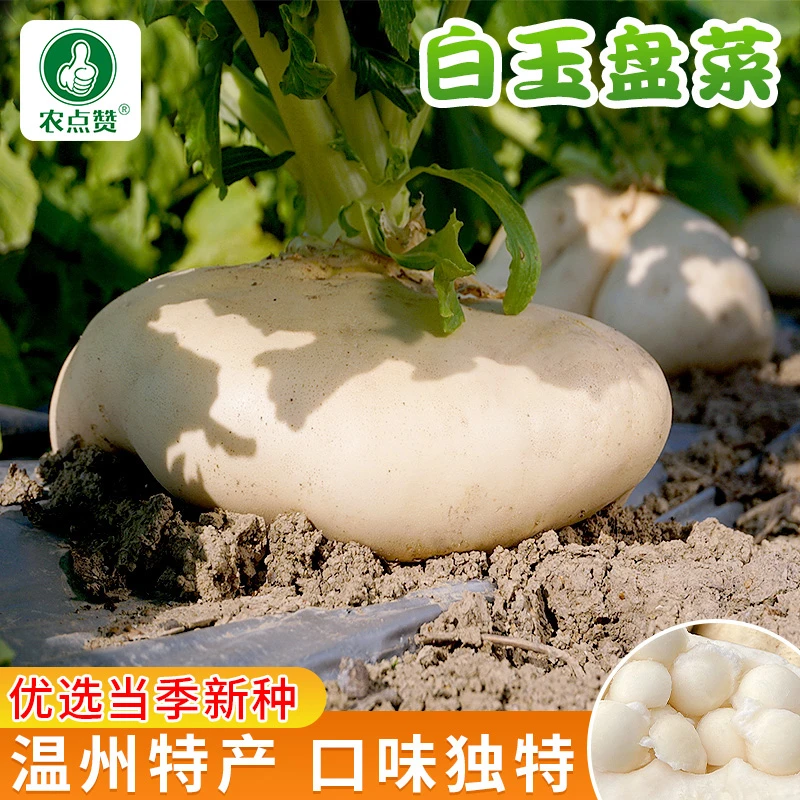 白玉盘菜种子 高产甜脆盘菜头大田庭院阳台盆栽春秋季蔬菜种子