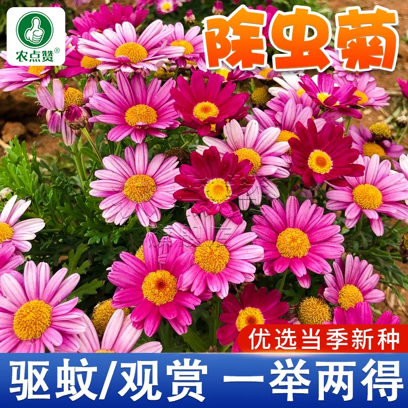 除虫菊花种子 防蚊虫草种籽可切花室外阳台盆栽春秋简单种植夏季