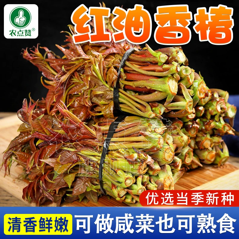 红油香椿种子 耐寒抗旱香椿树种子高产春夏秋四季庭院